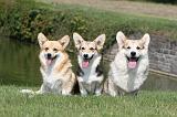 CORGI PEMBROKE 242